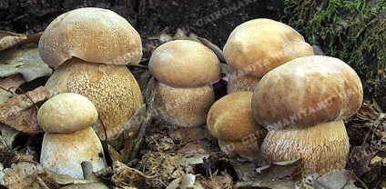 Categorii ciuperci gribomaniya (categorii de ciuperci) Categorii ciuperci gribomaniya