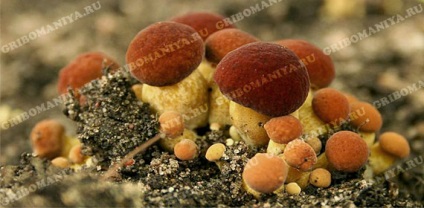 Categorii ciuperci gribomaniya (categoria fungic) Categorii ciuperci gribomaniya