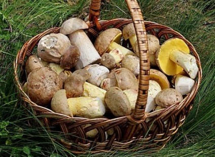 Categorii ciuperci și valoarea lor nutritivă (ciuperci) Categorii ciuperci și valoarea lor nutritivă