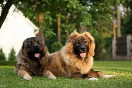 Shepherd Caucazian, mai ales stâncă (Shepherd) Caracteristicile caucazieni rasa Ciobănesc