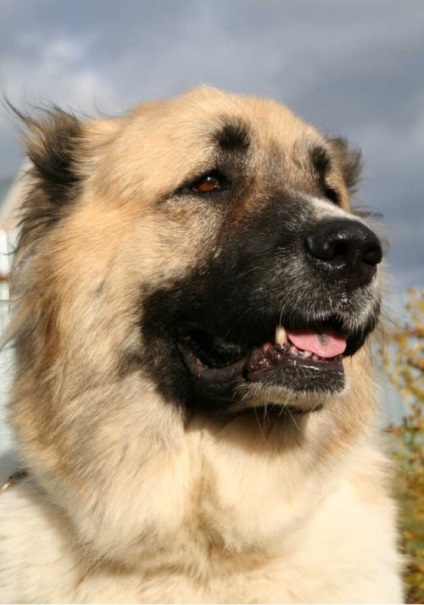 Shepherd Caucazian, mai ales roca (caucazieni) Caracteristicile caucazieni rasa Ciobănesc