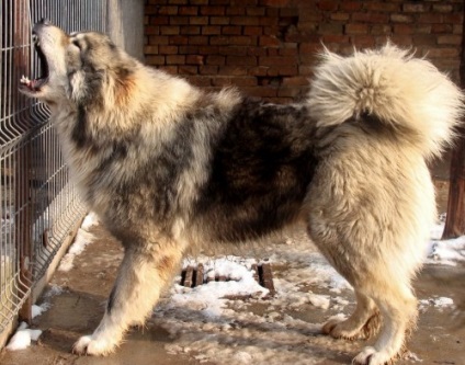 Caucasian Shepherd, în special roca (piatra) Caracteristicile caucazieni rasa Ciobănesc