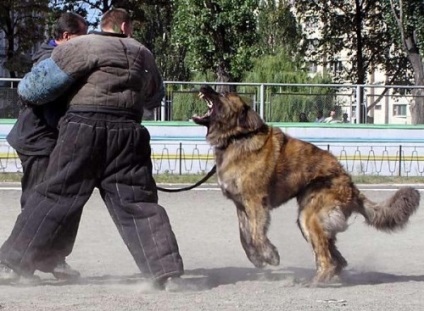 Shepherd Caucazian, în special stâncă (caucazian Ciobanesc Caucazian) Caracteristicile caucazieni rasa Ciobănesc