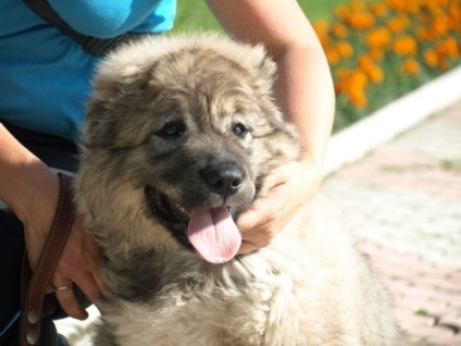 Shepherd Caucazian, mai ales roca (caucazieni) Caracteristicile caucazieni rasa Ciobănesc