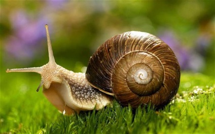 De ce vis de o interpretare melc de vise (vise) De ce vis de o interpretare a viselor melc