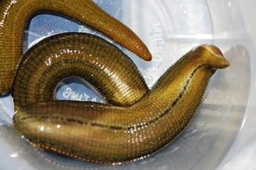 Clinica girudoterapii (girudoterapii) clinica girudoterapii