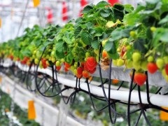 Nucă de cocos mat pentru cultivarea căpșuni și căpșuni în tuneluri și sere din policarbonat (producător substrat de nuca de cocos) Nucă de cocos mat pentru cultivarea căpșuni și căpșuni în tuneluri de film și sere policarbonat