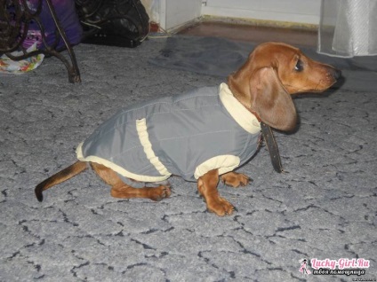 Haina speciala de model Dachshund (model) Salopete pentru taxele de model
