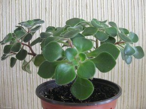 Plante de casa, care aduc în casa averea familiei și dragostea (plante) Plante de casa, care aduc în casa averea familiei și dragostea