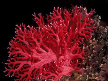 Coral este un alt negru, albastru, roșu (coral) Coral este un alt negru, albastru, roșu