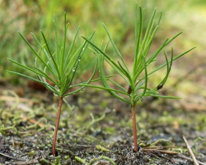 Sistemul de rădăcină de pini (sistem) Sistemul de rădăcină de pini