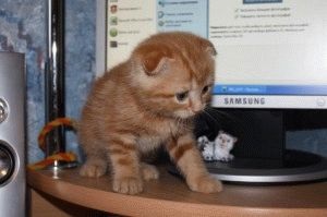 Cat caracter Scoțian ori și comentarii, site-ul de „halbă“ (caractere) Cat caracter și recenzii ori Scoțian, site-ul de „halbă“