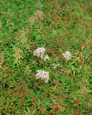 Covorul din grădina stonecrops (grădina) Covorul în grădina stonecrops