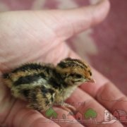 Goat după fătare nu mănâncă pentru a ajuta la restabilirea formei (după) Goat după fătare nu mănâncă pentru a ajuta la recuperarea forma