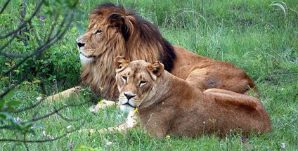 Crimeea safari parc taigan este cu adevărat un loc unic (un parc safari în Crimeea Belogorsk taigan) Crimeea safari parc taigan este cu adevărat un loc unic