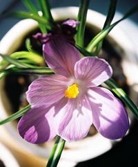 Brândușeii casa în creștere (Crocus) Branduse casa în creștere
