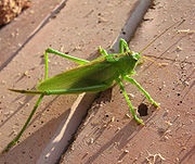 Grasshoppers - l (Locustidae mare familie de insecte) Grasshoppers - l