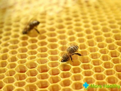 Terapeutice apa propolis tinctura ca fluid universal de multe boli (tinctură) Vindecarea Tinctura de propolis la apă ca un fluid universal pentru multe boli