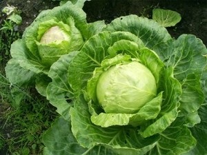 tratament pentru alcoolici remedii populare în casă (mijloace) Tratament Alcoolul remedii populare la domiciliu