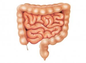Tratamentul recomandărilor principalelor diskinezie intestinale (tratamentul dischineziei intestinale) Tratamentul intestinului dischinezia principalele recomandări