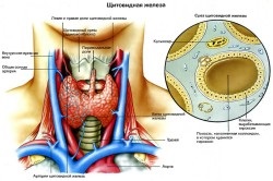 ulei de tratament tiroidian inul (in) Ulei de in tiroidiană medicamente