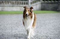 Lassie - cel mai celebru Collie (animal) Lassie - cel mai faimos Collie