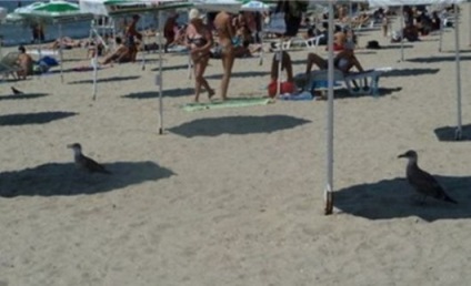 căldură de vară în fotografii amuzante (de căldură) căldură de vară în imagini amuzante