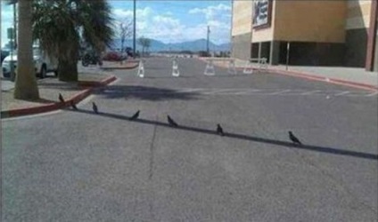 căldură de vară în fotografii amuzante (de căldură) căldură de vară în imagini amuzante