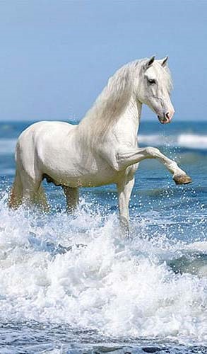 semn zodiacal cal pe horoscop est, horoscop caracteristică cal (Oameni Cai familiare) semn zodiacal cal pe horoscop est, caracteristică horoscop cal