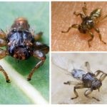 Elk purici (muscă, păduche, căpușelor) (purici) Elk purici (muscă, păduche, căpușelor)