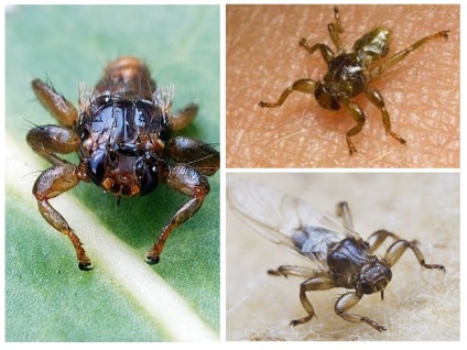 Elk purici (muscă, păduche, căpușelor) (elani) Elk purici (muscă, păduche, căpușelor)