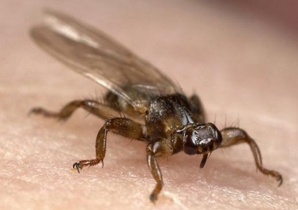 Elk căpușe dacă pentru om sunt periculoase și cum să lupte împotriva lor (umane) Elk căpușe fie periculoase pentru oameni și cum să lupte împotriva lor