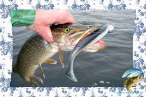 Pike de pescuit, în vara pe un suport (jig) Pike de pescuit, în vara pe un suport