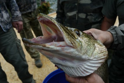 Pike de pescuit pe tija arcului flotor care să abordeze și momeala sunt necesare pentru pescuitul de primăvară știucă (prinderea știucă mai) Sunt necesare de pescuit Pike de pe tija arcului flotor care să abordeze și Momeală pentru pescuit de primăvară stiuca