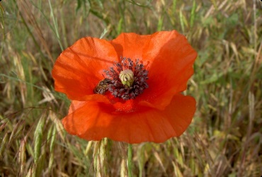 Macul (flori) - descriere, cultivare, fotografie (buchet de flori uscate Compoziții) Macul (flori) - descriere, cultivare, fotografie