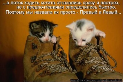 pisoi tineri (de colectare) pisoi mici