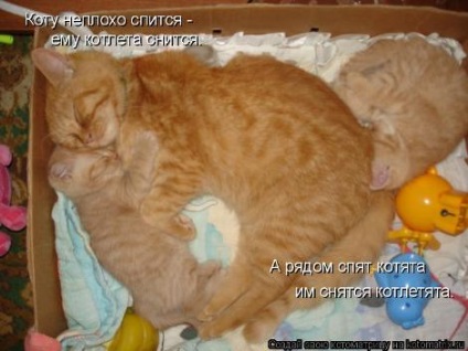 pisoi tineri (zverushki) pisoi mici