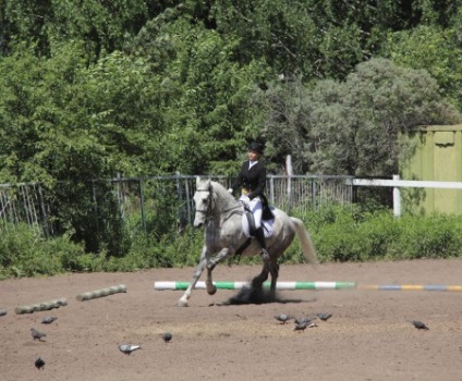 Dressage - site despre cai