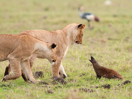 Mangustă, foto (Predators) Mongoose, fotografii