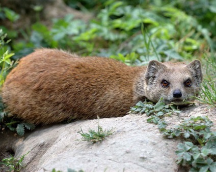 Mangustă, foto (vânătoare) Mongoose, fotografii