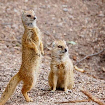 Mangustă, foto (animale) Mongoose, fotografii