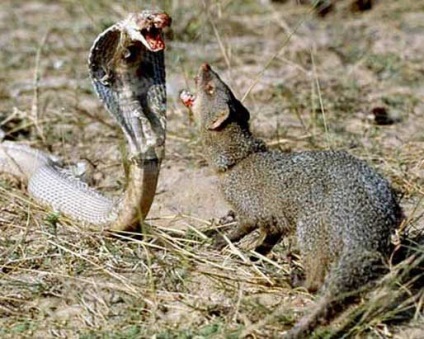 Mangustă, foto (Predators) Mongoose, fotografii