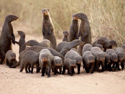 Mangustă, foto (Predators) Mongoose, fotografii