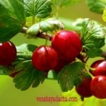 Masca de cătină - o vila vienez (freca scalpul) Masca de cătină - o vilă vieneză
