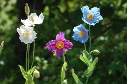Meconopsis (mac albastru) de plantare și îngrijire, foto (îngrijire) Meconopsis (albastru de mac) de plantare și îngrijire, fotografie
