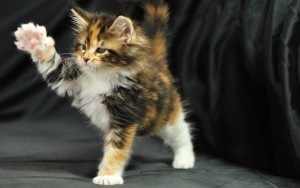 Caracteristici Maine Coon și caracteristici ale rocilor (rocă) Caracteristici rasa Maine Coon și caracteristici