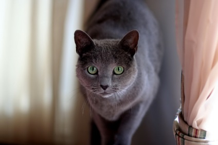 Caracteristici Maine Coon și caracteristici ale rocilor (rocă) Caracteristici rasa Maine Coon și caracteristici