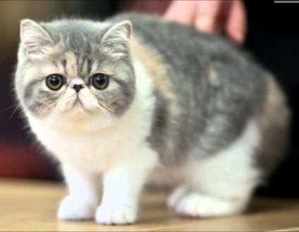 Caracteristici Maine Coon și caracteristici ale rocilor (rocă) Caracteristici rasa Maine Coon și caracteristici
