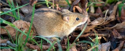 Mouse-ul vole arata ca, ce să mănânce și cum să-l lupta