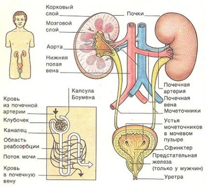 Sistemul urinar (urinar) Sistemul urinar